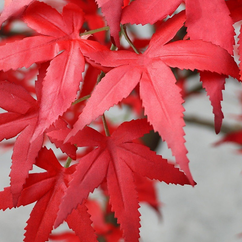 Pohon maple merah dari lantai  - Gardening Hand Tools Japanese ulasan dan harga