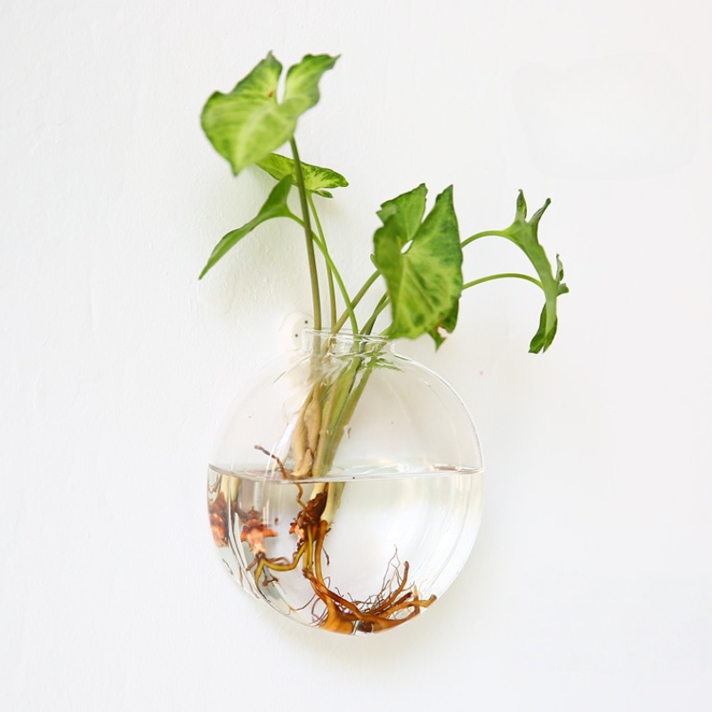 Terarium Kaca Gantung Dinding  - Self-Watering Planter ulasan dan harga